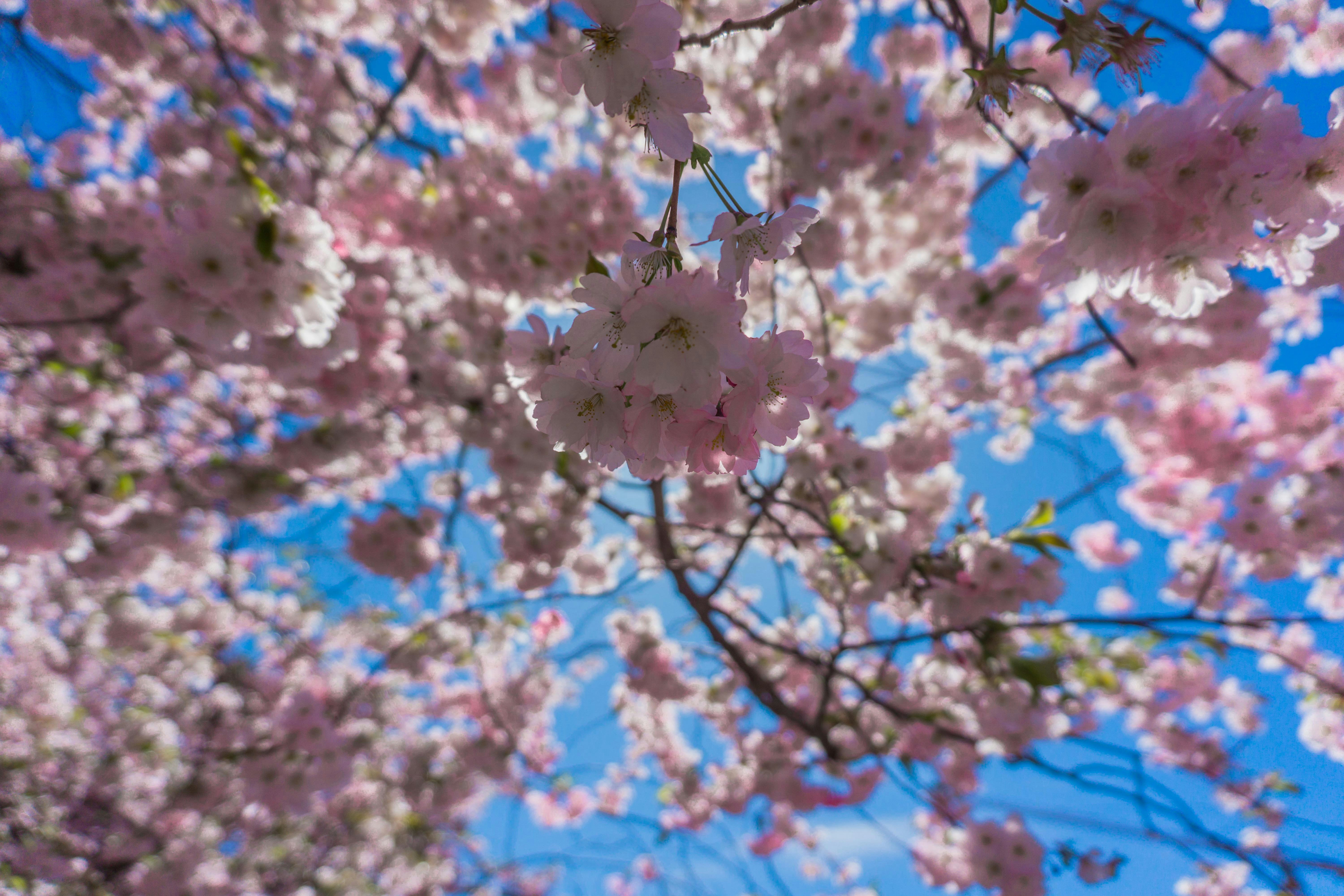 cherry blossom tree